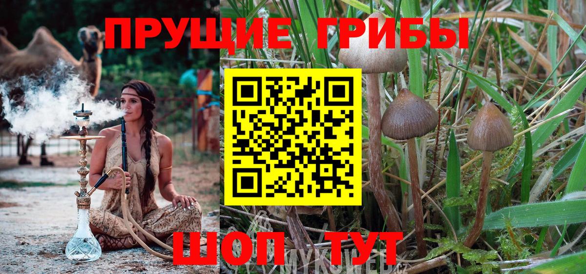 Псилоцибиновые грибы мицелий Батайск